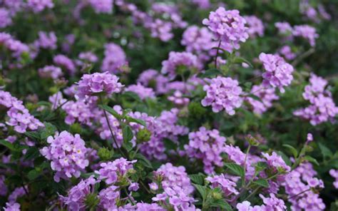 Buy Trailing Lavender Lantana Free Shipping Wilson Bros Gardens 1