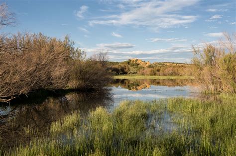 Free Images Landscape Tree Nature Marsh Swamp Wilderness Meadow