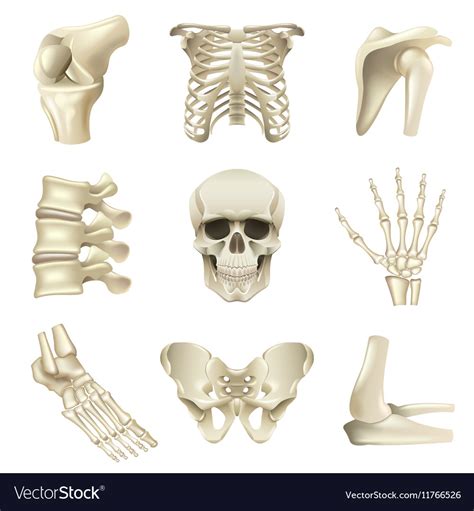 Human Bones Icons Set Royalty Free Vector Image