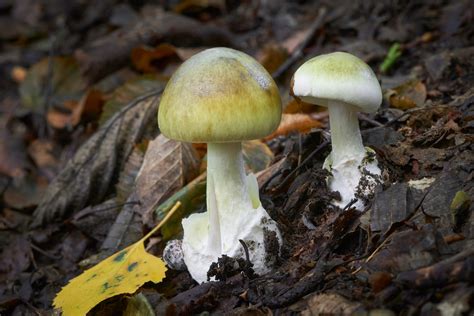 Worlds Deadliest Mushroom May Now Have An Antidote Kowatek