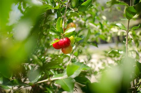 Barbados Cherry A Natural Farm