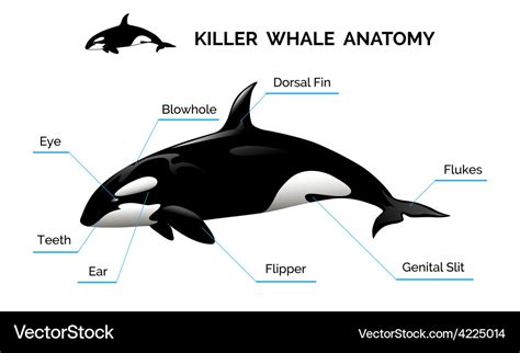 Killer Whale Anatomy Royalty Free Vector Image