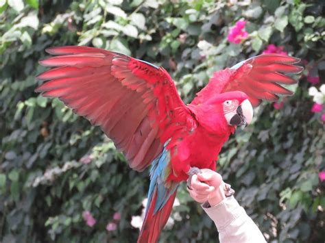 Green Wing Red And Green Macaws For Sale Terrys Parrot Farm
