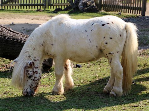 Schwarz weiß, falabella, miniaturpferd, mit, braun, falabella, miniaturpferd, iin, hintergrund, stehen, in, field. Tierwelt Herberstein / Mini-Appaloosa