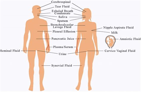 the distribution of 16 types of body fluids in human body download scientific diagram