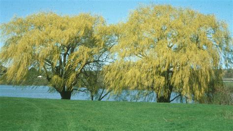 Salix X Alba Tristis Golden Weeping Willow Weeping Willow Fall