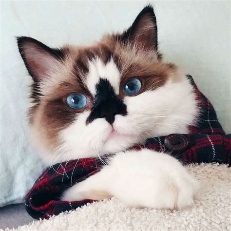 She is a little over 1 year old. Munchkin Cat Called Albert is a True Instagram Superstar ...