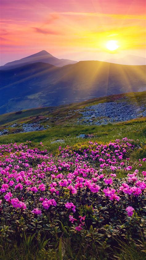 Magic Pink Rhododendron Flowers On Summer Mountain