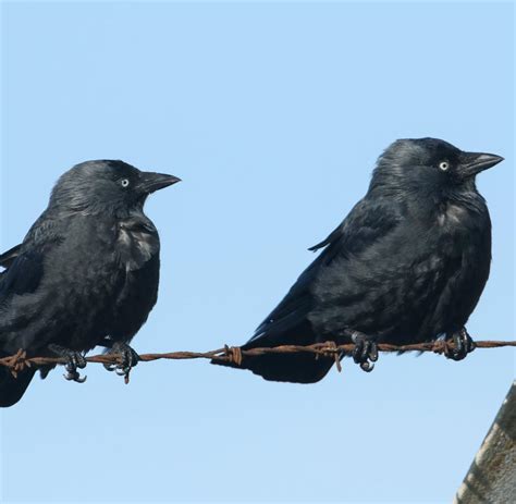 Lenny von dohlen is an american film, television and stage actor who is best known for his performance in the film 'electric. Dohlen warnen Artgenossen vor „bösen" Menschen - WELT