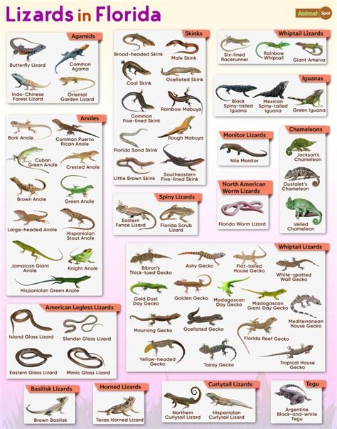 List Of Lizards Found In Florida Facts With Pictures