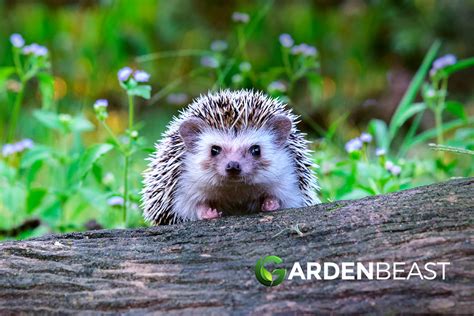 Hedgehog In Your Garden Heres How To Look After Them