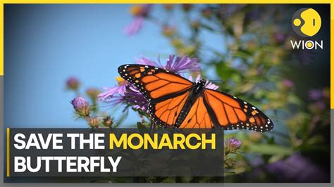 Decline Of The Iconic Monarch Butterfly Wion Climate Tracker Youtube