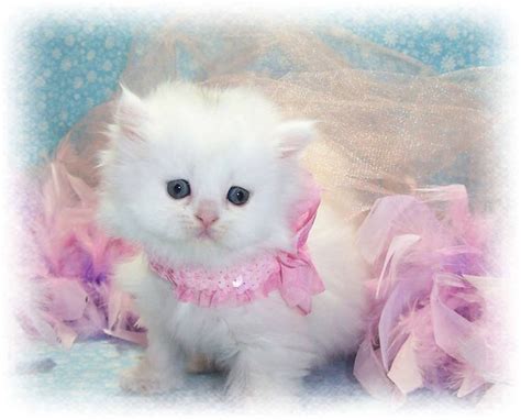 Being Royalty Can Be Sweet Cute Cat Wallpaper Beautiful Kittens