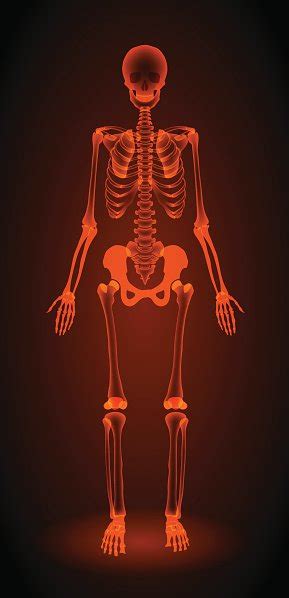 Human Skeleton X Ray Stock Clipart Royalty Free Freeimages
