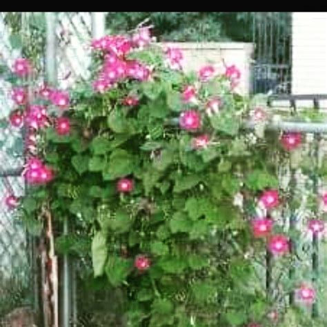 The agents shall have received a certified copy of the fully executed asset purchase agreement, dated november 18, 2004 (the asset purchase agreement), among dfa. Morning Glories in El Paso! | Flowers, Morning glory, Plants