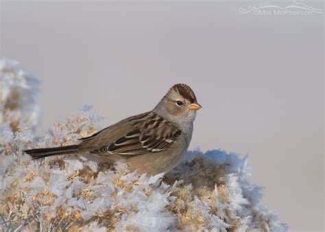 Hoar Frost And A White Crowned Sparrow Juvenile Mia Mcphersons On