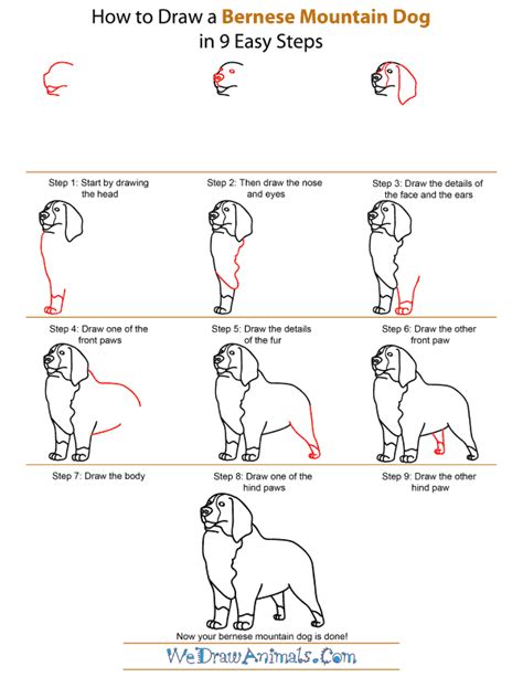 How To Draw A Bernese Mountain Dog