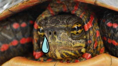 Can Turtles Cry — Lets Find Out