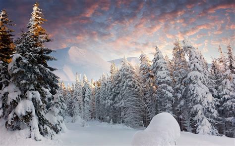 Landscape Nature Snow Forest Wallpapers Hd Desktop