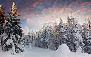 Landscape, Nature, Snow, Forest, Wallpapers, Hd, Desktop