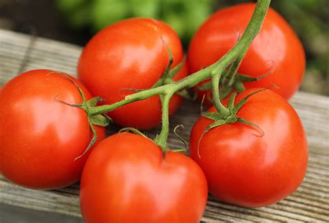 Meist werden sie im gewächshaus kultiviert, da. Tomaten selber ziehen | Tomaten pflanzen, Tomaten sorten ...