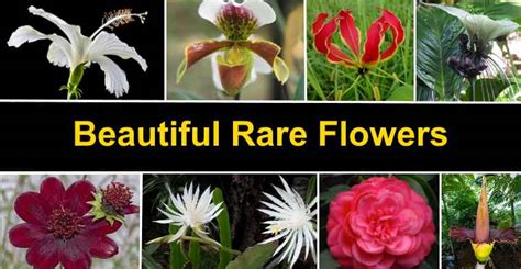 10 Most Beautiful And Rarest Flowers In The World Vlrengbr