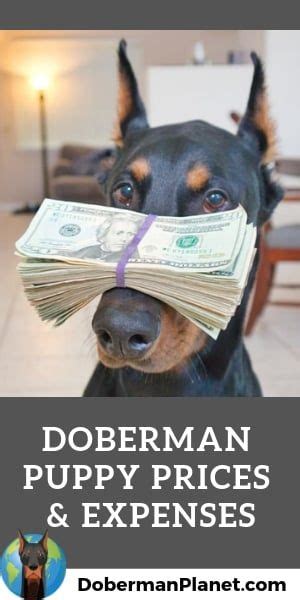 How much will my doberman cost. How Much Does a Doberman Cost? Puppy Prices and Expenses (With images) | Doberman puppy ...