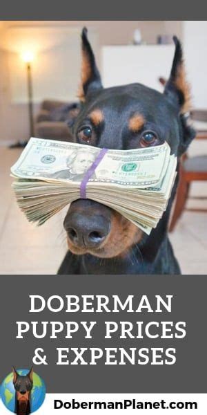 As for the price range, it usually depends on several factors and on the items the breeder will provide and include in your upfront purchase. How Much Does a Doberman Cost? Puppy Prices and Expenses ...