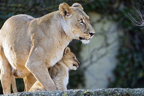 Photos Animals Lion Cubs Lioness 2