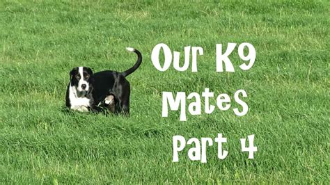 Our K9 Mates Part 4 Youtube