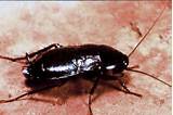 Images of A Cockroach