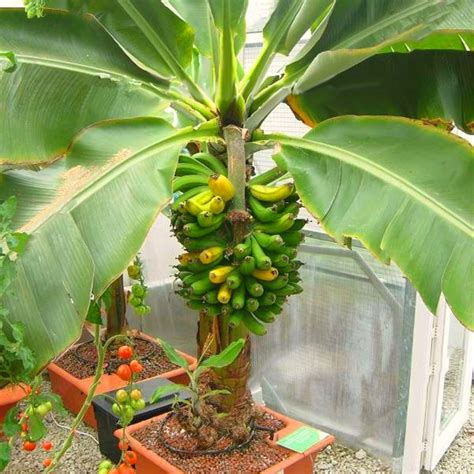 Egrow 200pcs Graden Banana Seeds Outdoor Dwarf Fruit Trees