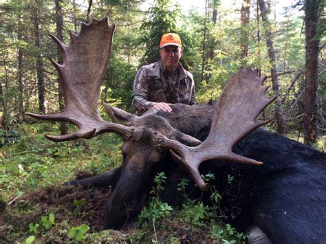 Maine Moose Hunts Guide Service Wmd 123456 Moose