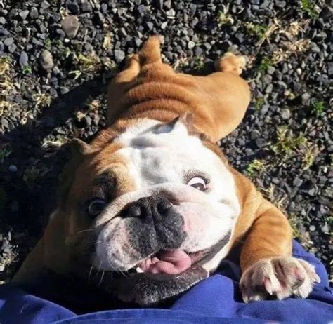 14 Hilarious Photos Of English Bulldogs That Will Put A