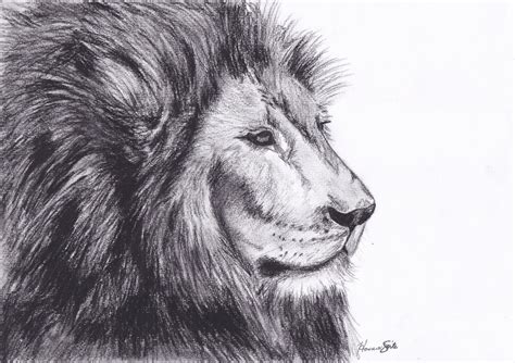 Lion drawing transparent images (1,830). Free Realistic Lion Cliparts, Download Free Clip Art, Free ...