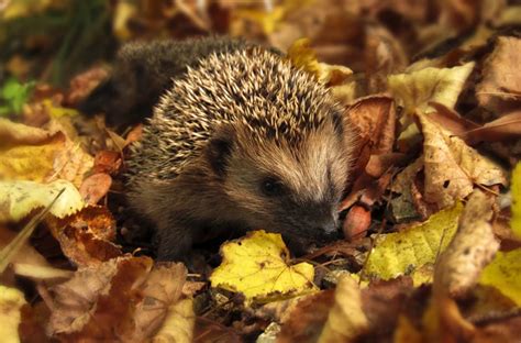 Wild Hedgehog Numbers Are Decreasing and It's Getting Serious