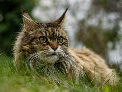 Największe koty domowe TOP 7 wśród ras domowych National Geographic