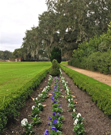 the gardens at middleton place charleston sc everything i never told you