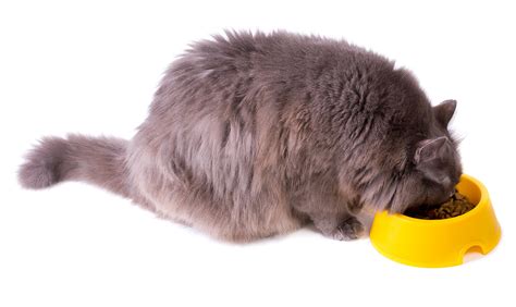 Weight loss in cats can be linked to a wide variety of dietary and health issues ranging from allergies to hormone imbalance. Find Out What The Best Cat Food Weight Loss Is Here!