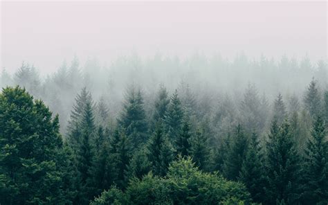 Download Wallpaper 3840x2400 Forest Fog Aerial View Trees Sky 4k