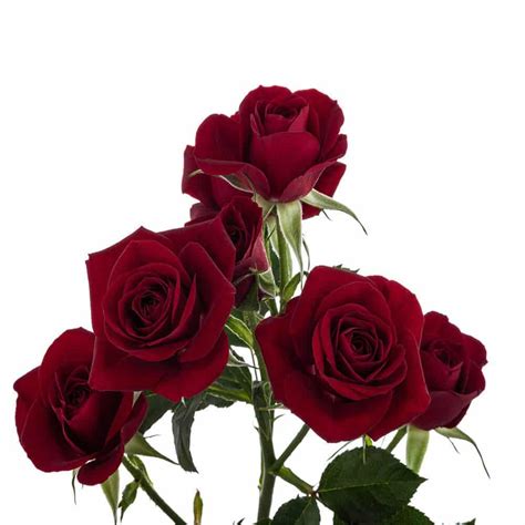 Burgundy Mini Spray Roses 100 Stem Buy Wholesale Flowers Jr Roses