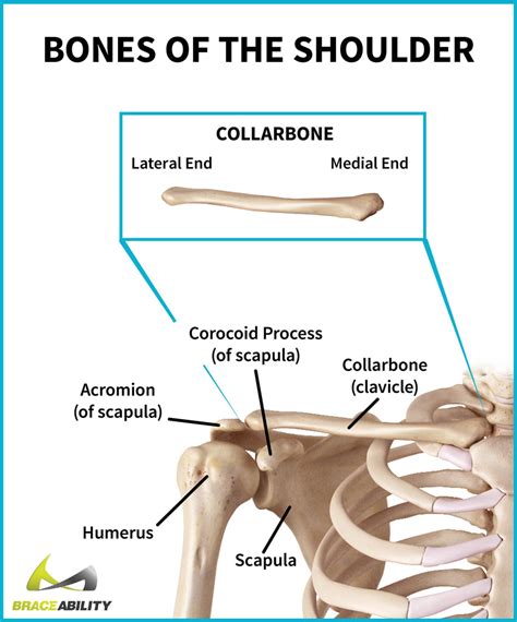 Collarbone Diagram Collar Bone 20 Free Cliparts Bocadewasuer