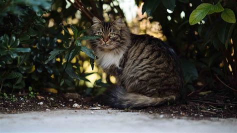 How To Know If A Stray Cat Is Pregnant The Cat Bandit Blog