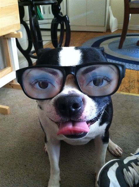 Check Out This Funny Boston Terrier Dog With Human Eyes
