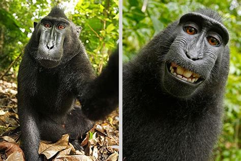 If Monkeys Can Own Selfies What Other Rights Should They Have Wired