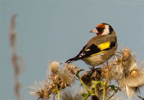 Goldfinch Thistle 2 10 09 14 Lee Myers Flickr