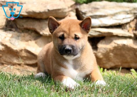 Live shiba inu prices from all markets and shib coin market capitalization. Max | Shiba Inu Puppy For Sale | Keystone Puppies