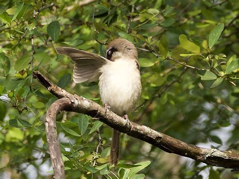 Eat drink kl little rimba ttdi. Taman Rimba Kiara: Shrike display