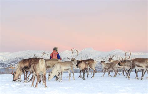 Tromsø Arctic Reindeer Visit Tromso