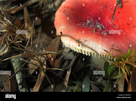 Red Poisonous Mushroom In The Forest On Cumberland Island National